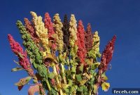 Quinoa Favorites: Delicious Recipes and Tips for Every Meal