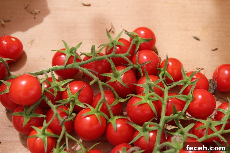 Discover Rome: Top Sights and Hidden Gems in the Eternal City 10 Cherry Tomatoes