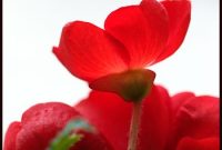 Red Color: Meaning, Symbolism, and Uses in Design