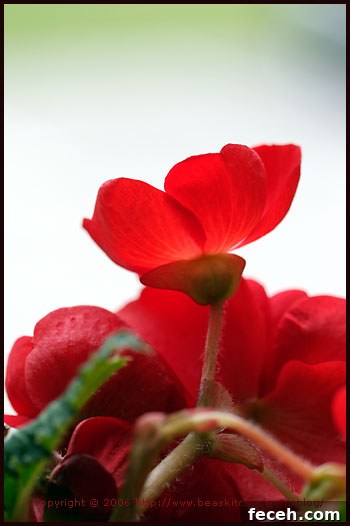 Red Color: Meaning, Symbolism, and Uses in Design 2 img 1212 1