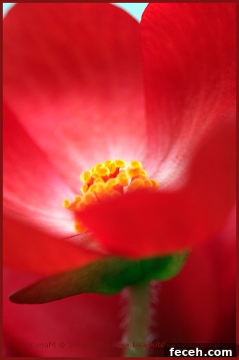 Red Color: Meaning, Symbolism, and Uses in Design 3 img 1212 2