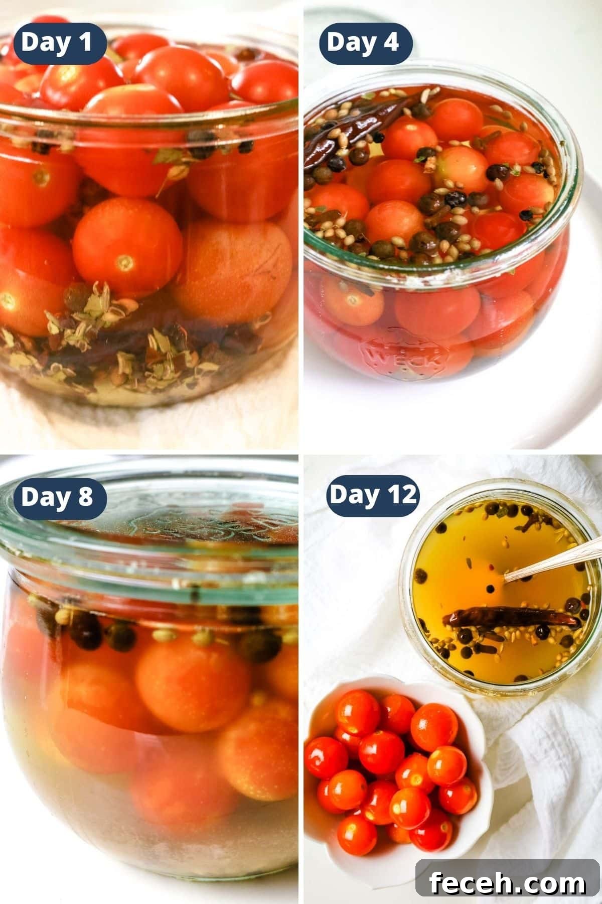 timeline of fermented tomatoes shows gradual cloudiness of brine.