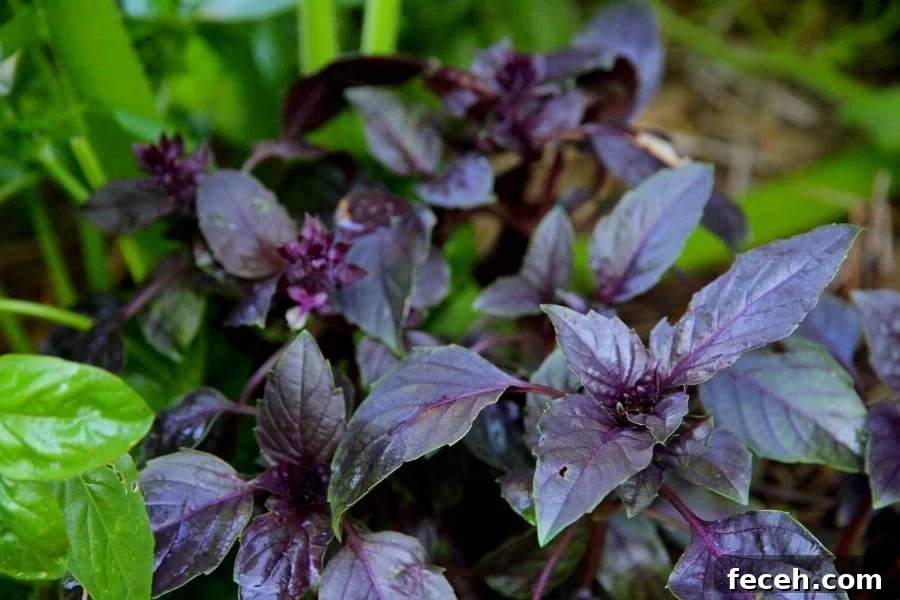 Purple basil growing in the hugelkutlar kitchen garden beds