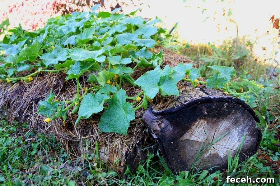 Cucumbers growing in a log lined garden bed