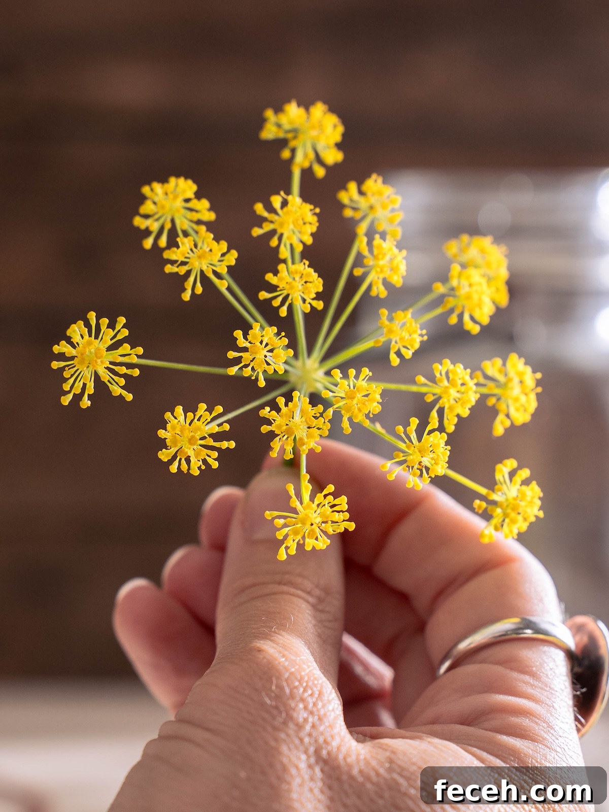 A close up look at a fennel flower