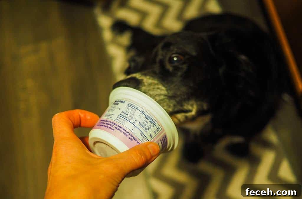 A border collie licking the inside of a yogurt container.