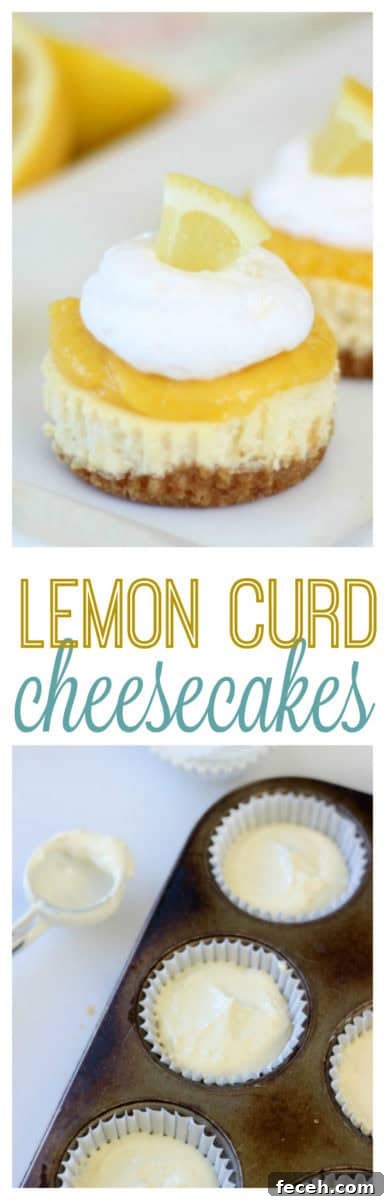 lemon curd cheesecakes on platter