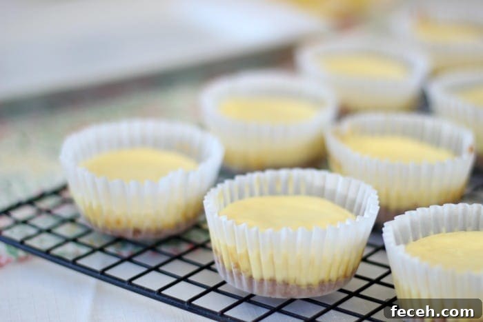 baked mini cheesecakes on cooling rack